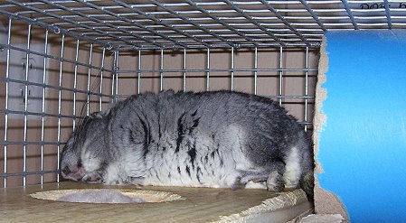 Sleeping Pattern Sleeping Pattern